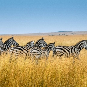 africa